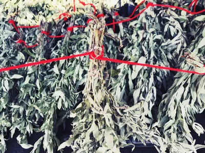 Sage Bundle