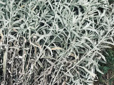 Freshly Gathered Sage